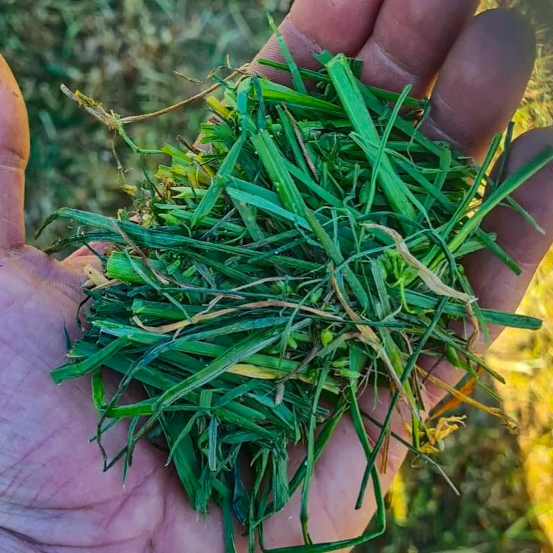 Longeur de coupe 35 mm Longeur de coupe 35 mm