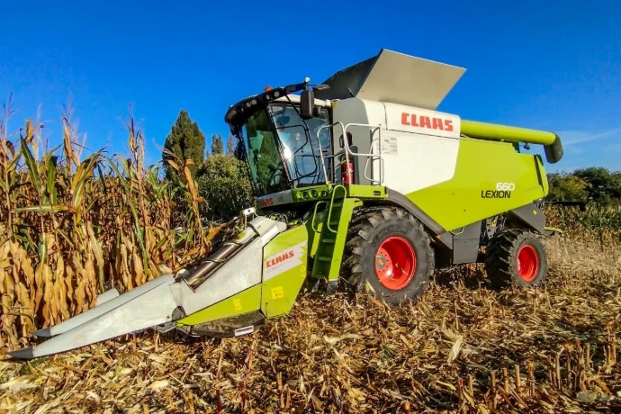 Battage de maïs grains